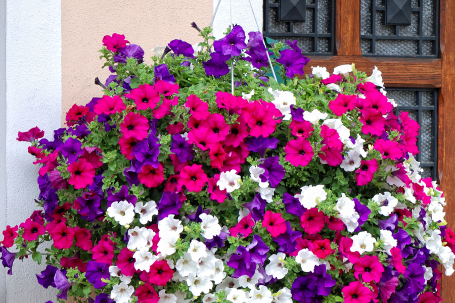 hanging basket of flowers