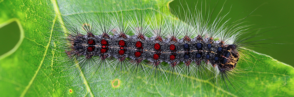 Gypsy Moth Caterpillar 