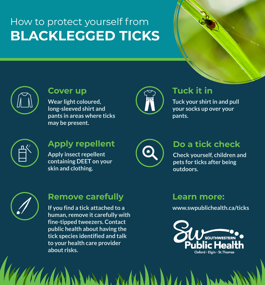 Information about Ticks
