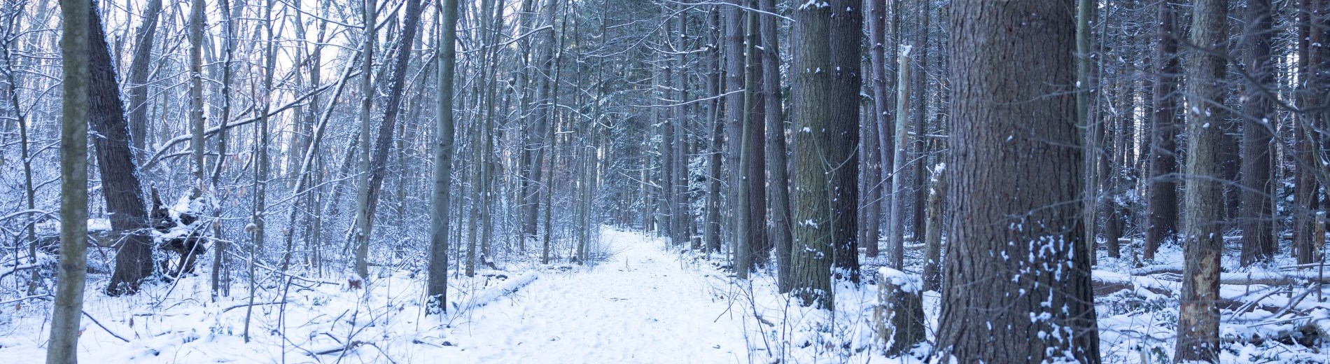 Trail thru Joes Bush