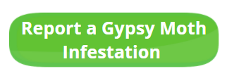 report a gypsy moth infestation button