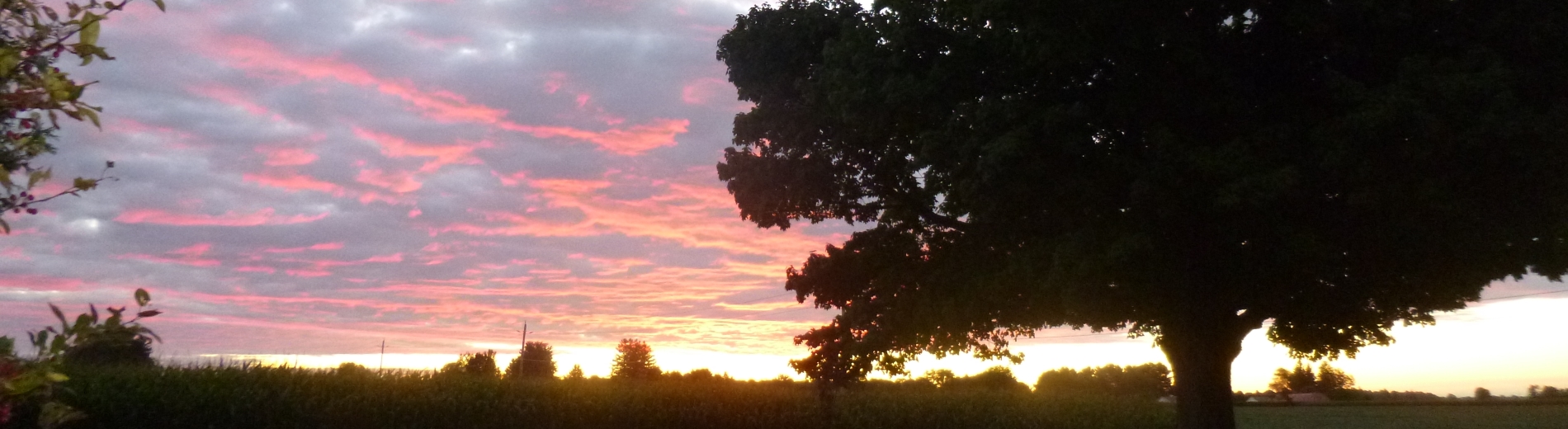 A landscape with a sunset and tree